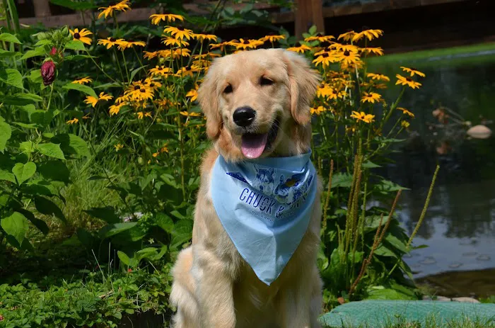 Chuck & Don's Pet Food & Supplies Picture 5