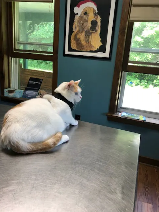 Sacandaga Veterinary Clinic Picture 3