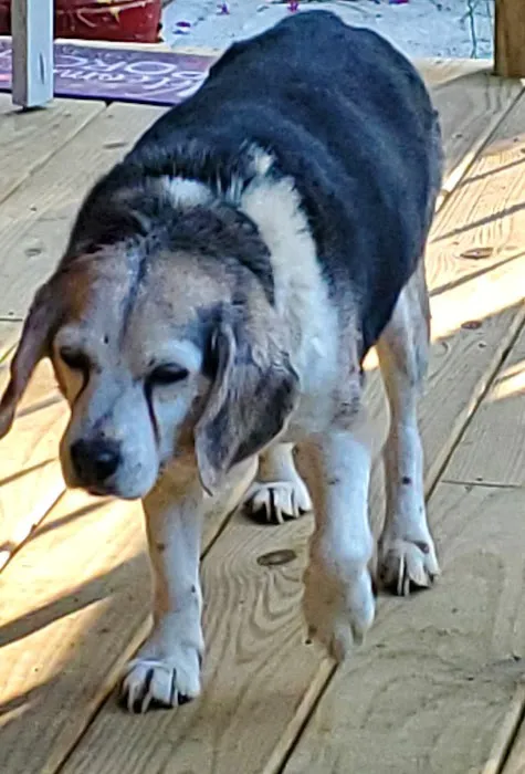 Sacandaga Veterinary Clinic Picture 9
