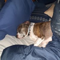 Sacandaga Veterinary Clinic ico