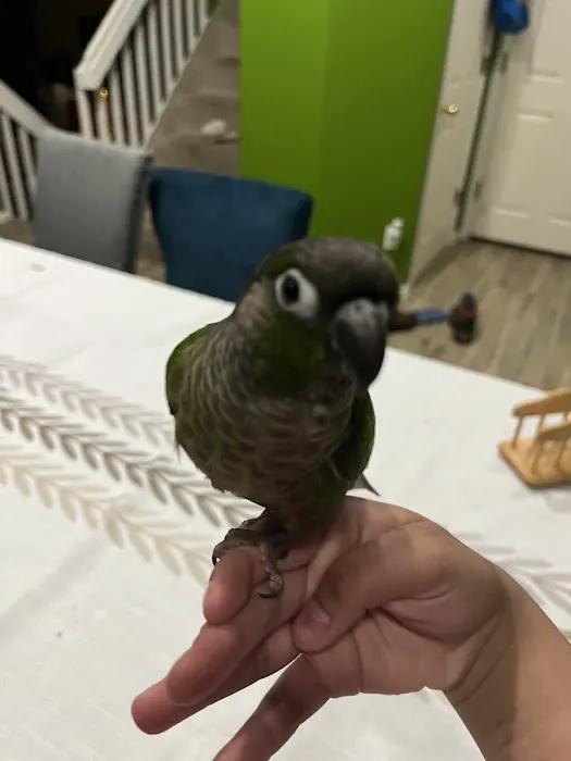 BestBeaks Picture 4