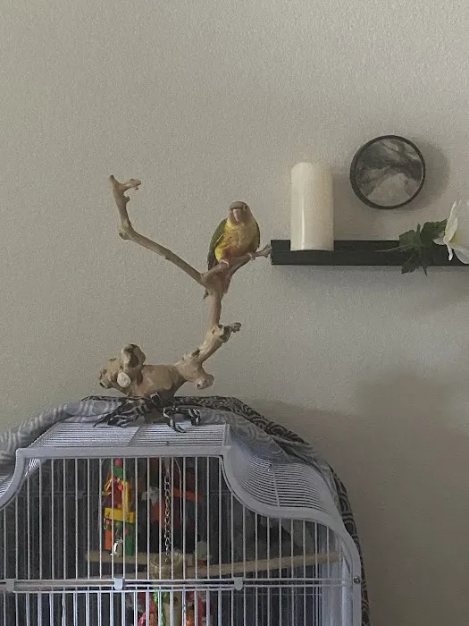 BestBeaks Picture 6