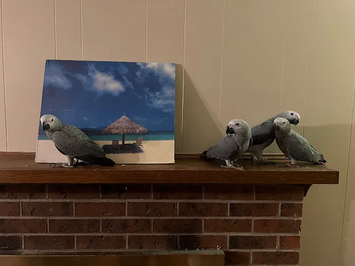 BestBeaks Picture 7