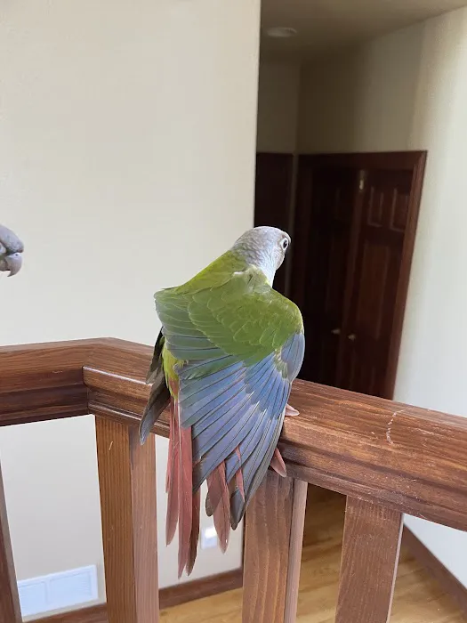 BestBeaks Picture 5
