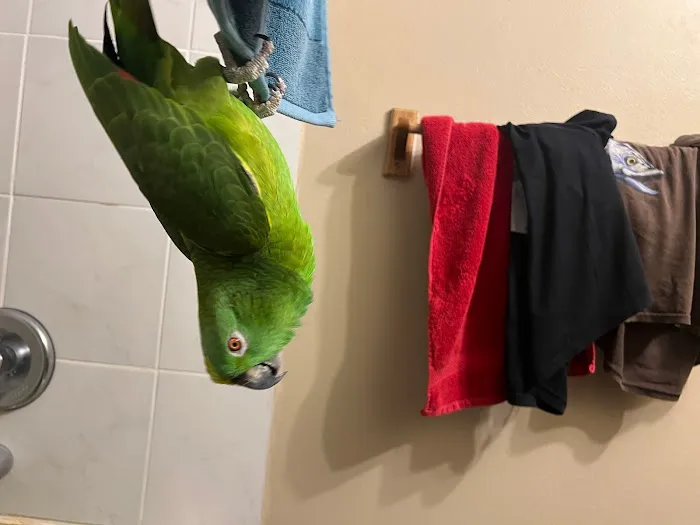 BestBeaks Picture 1