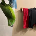 BestBeaks