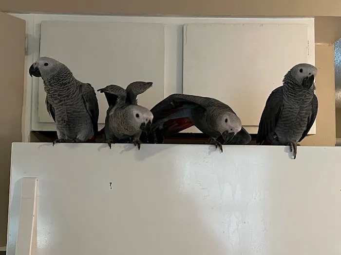 BestBeaks Picture 3