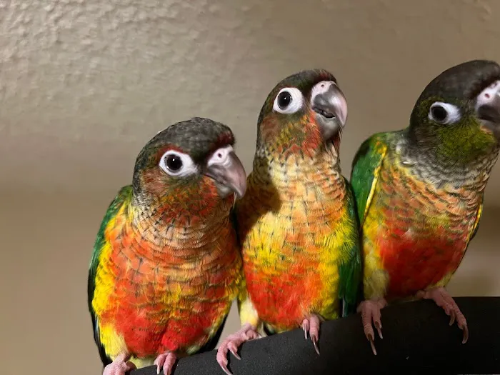 BestBeaks Picture 10