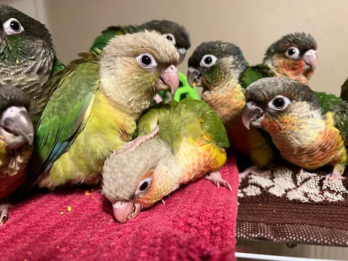 BestBeaks Picture 8