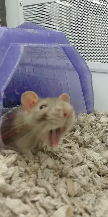 Petco Picture 2