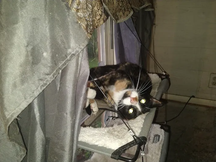 Town & Country Hospital for Pets Picture 8