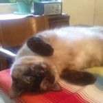 Nottingham Pet Clinic