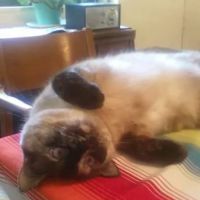 Nottingham Pet Clinic ico