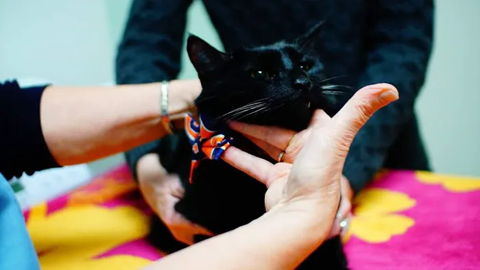 Nottingham Pet Clinic Picture 5