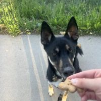 The Biscuit Barkery of N. Colorado ico