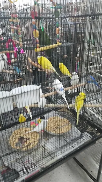 Avalon Aviary Bird Store Picture 4