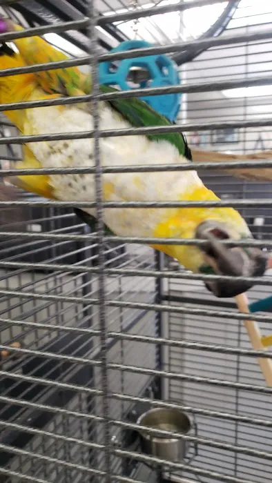 Avalon Aviary Bird Store Picture 7