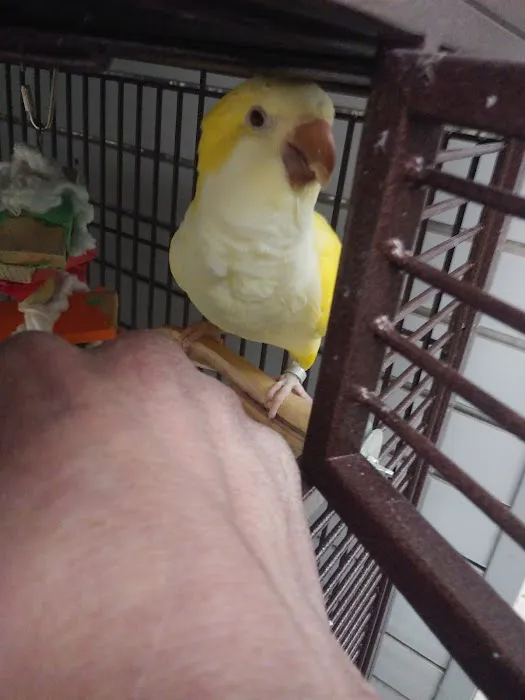 Avalon Aviary Bird Store Picture 6