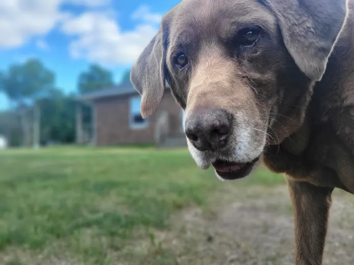 Stillwaters Veterinary Care- End of Life Services Picture 4