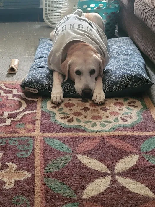 Stillwaters Veterinary Care- End of Life Services Picture 9