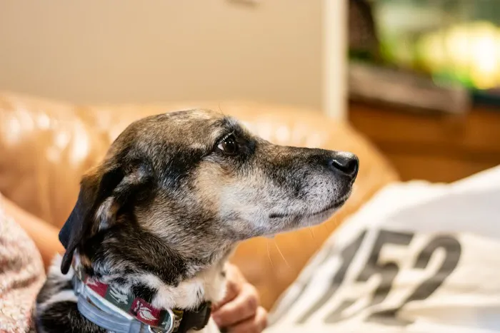 Stillwaters Veterinary Care- End of Life Services Picture 7