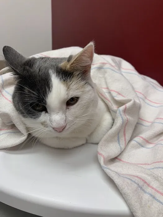 Shop City Animal Hospital Picture 4