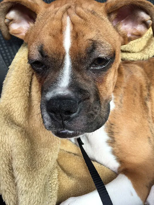 Shop City Animal Hospital Picture 8