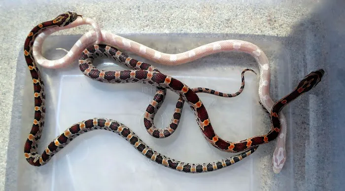 Feeders Unlimited Picture 9