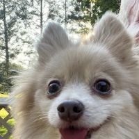 Lyncourt Veterinary Hospital ico
