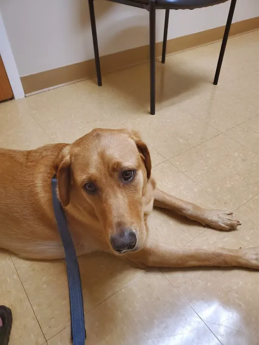 Lyncourt Veterinary Hospital Picture 8