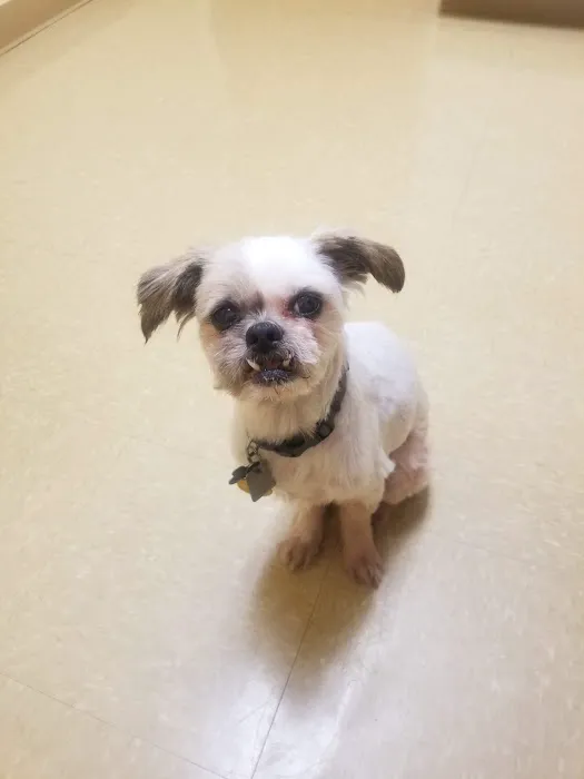 Lyncourt Veterinary Hospital Picture 5