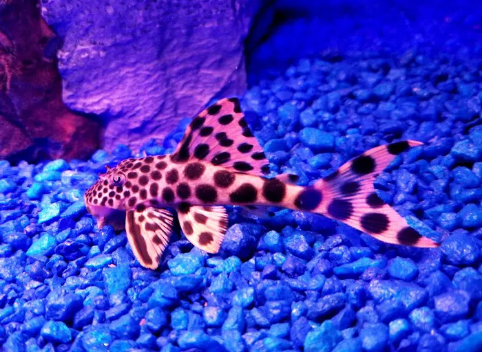 Animal Attraction Picture 5