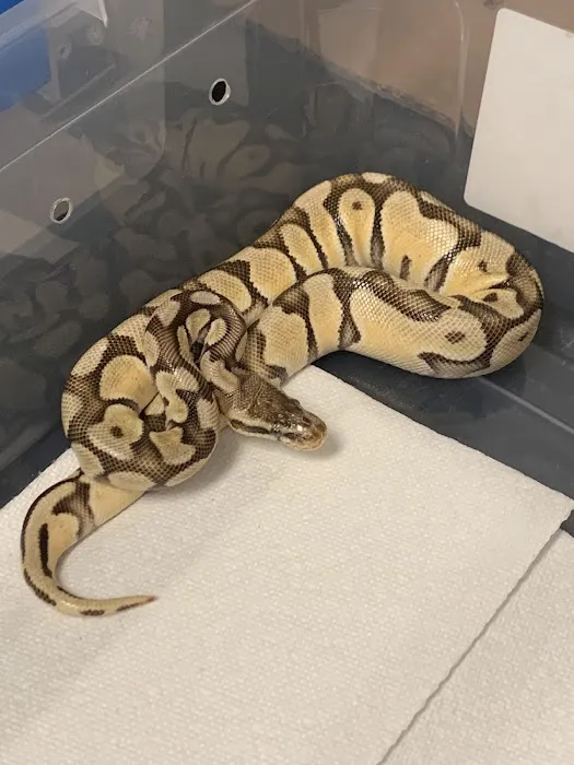 Scales 'N Tails Ft. Collins Picture 10