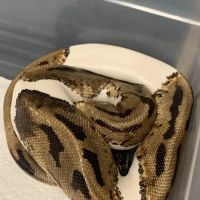 Scales 'N Tails Ft. Collins ico