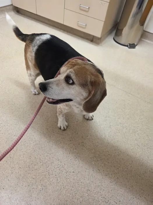 Mattydale Animal Hospital Picture 10