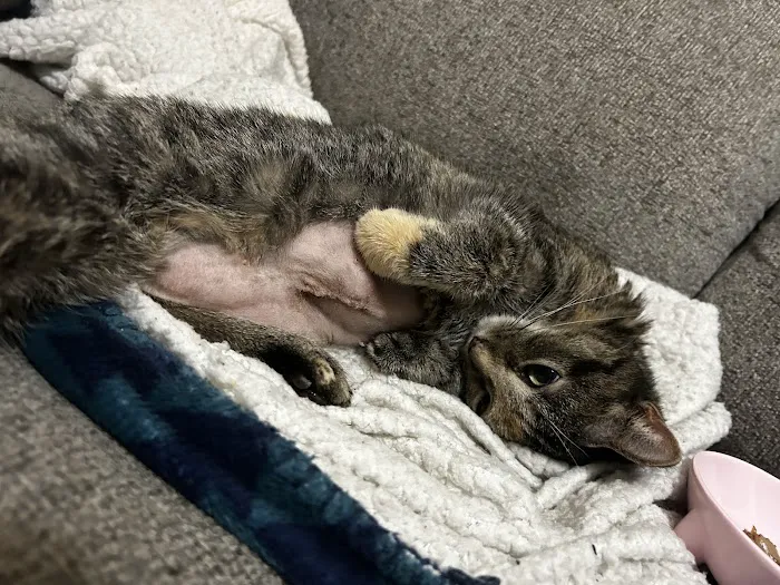 Mattydale Animal Hospital Picture 7