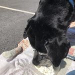 Countryside Veterinary Clinic - Boonville