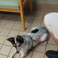Double A Veterinary Hospital ico