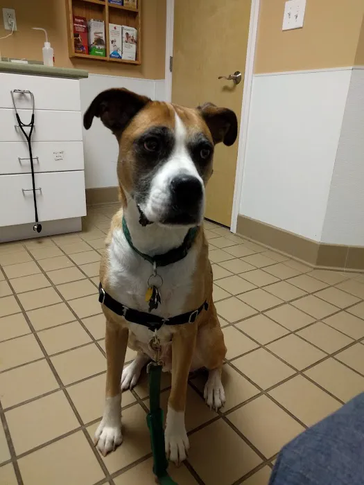 Double A Veterinary Hospital Picture 7