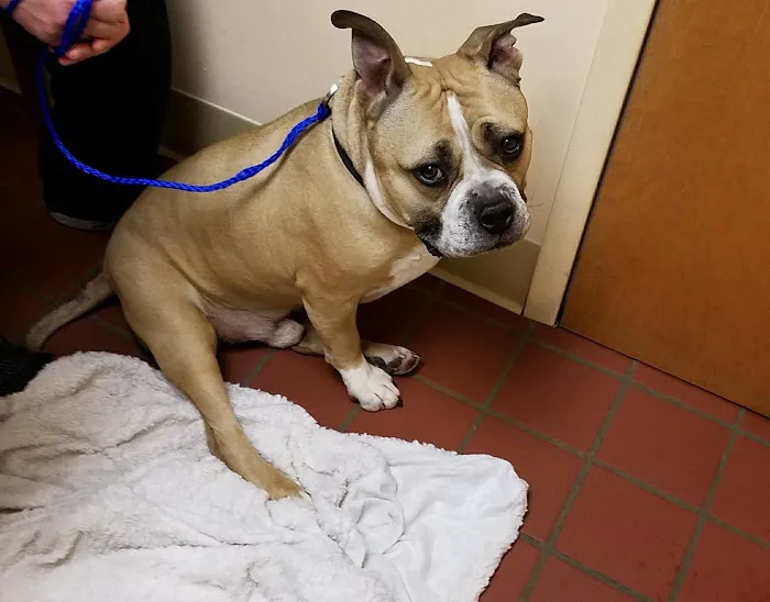Beaver Brook Animal Hospital Picture 6