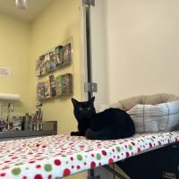 Beaver Brook Animal Hospital ico