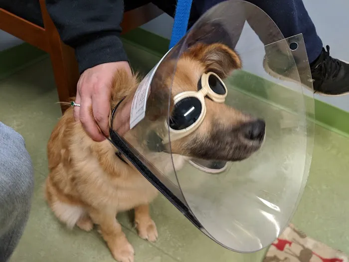Beaver Brook Animal Hospital Picture 8