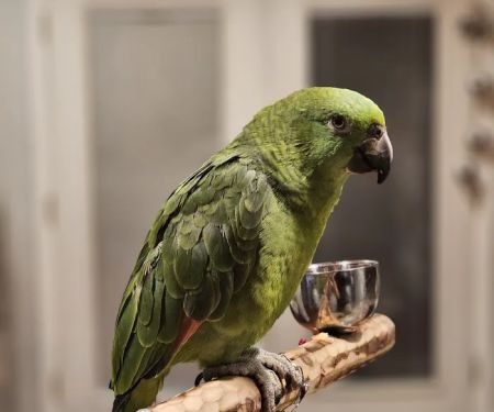 Exotic Bird Ranch