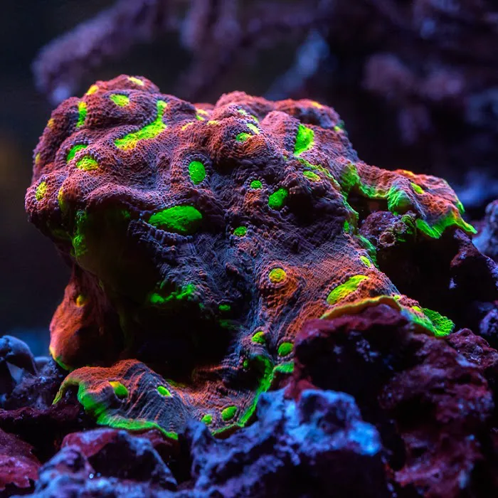 Underwater Wonders Picture 1