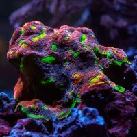 Underwater Wonders ico