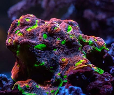 Underwater Wonders