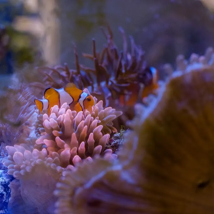 Underwater Wonders Picture 4