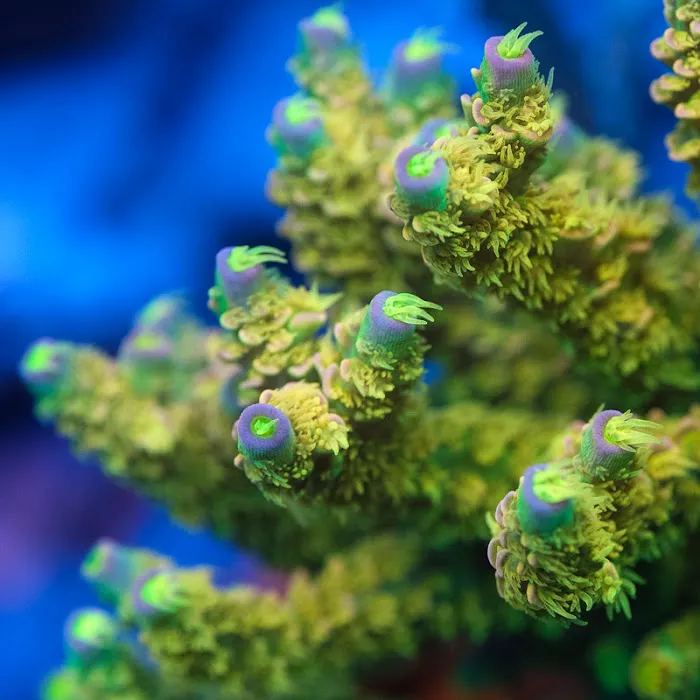Underwater Wonders Picture 10