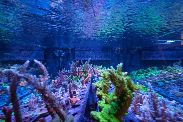 Underwater Wonders Picture 9