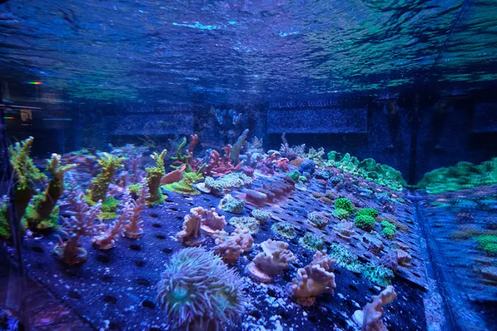 Underwater Wonders Picture 8